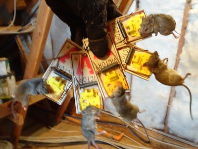 mouse trapping